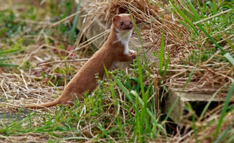 Digital Amnesiacs or What Smart Gadgets Are Doing to Us